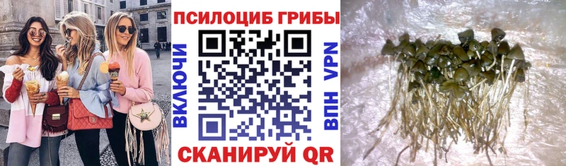 Галлюциногенные грибы Psilocybine cubensis купить наркотик Гдов
